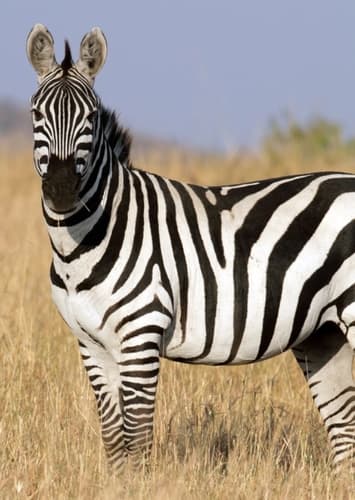 Zebra