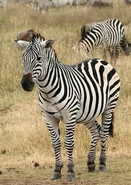 Zebra