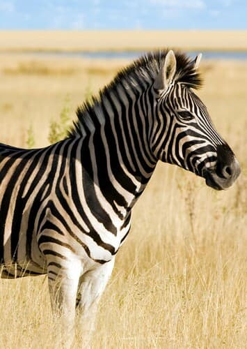 Zebra