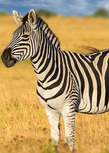 Zebra