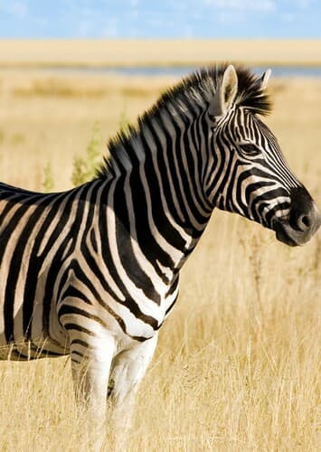 Zebra