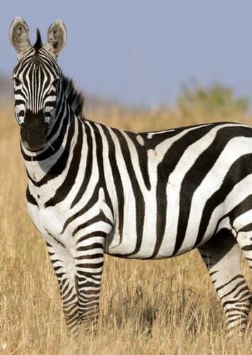 Zebra