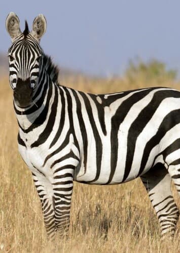Zebra