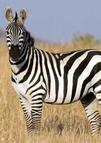Zebra
