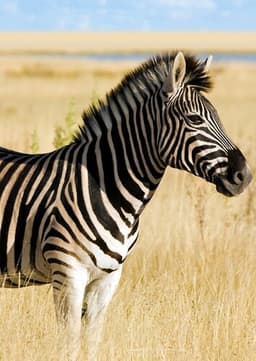 Zebra