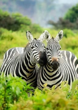 Zebra