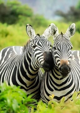 Zebra