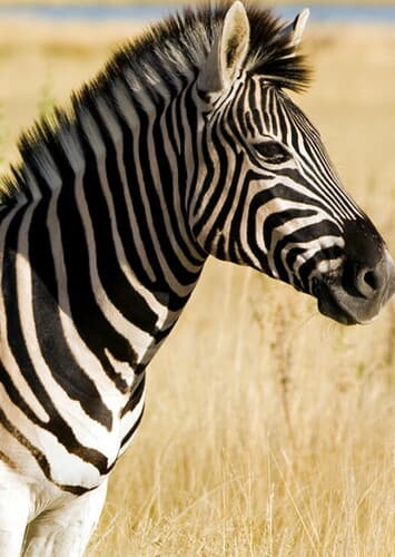 Zebra