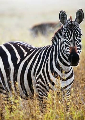 Zebra