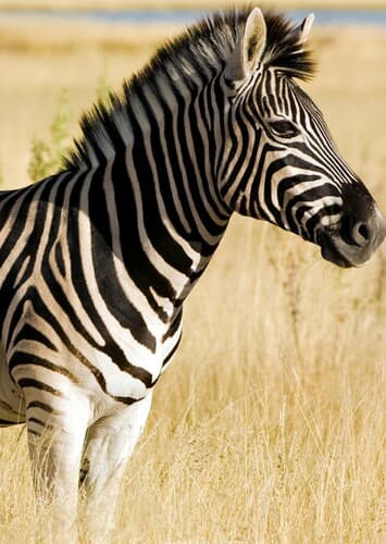 Zebra