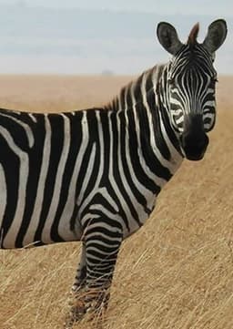 Zebra