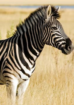 Zebra