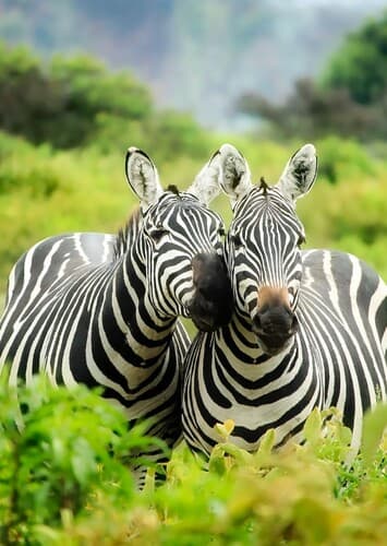 Zebra
