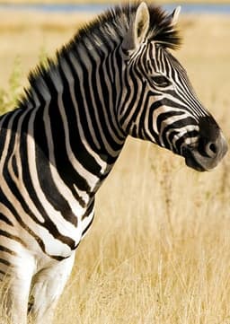 Zebra