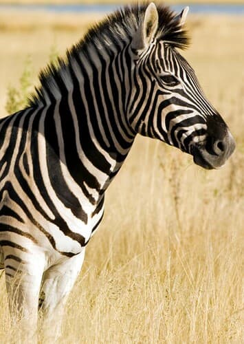 Zebra