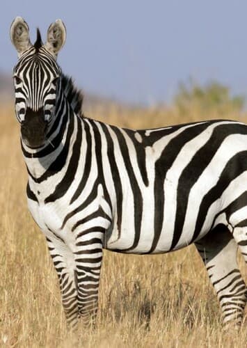 Zebra