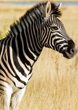 Zebra