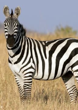 Zebra
