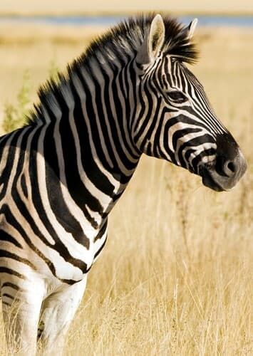 Zebra