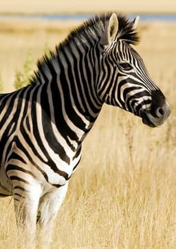 Zebra