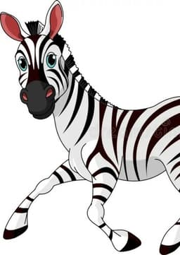 Zebra