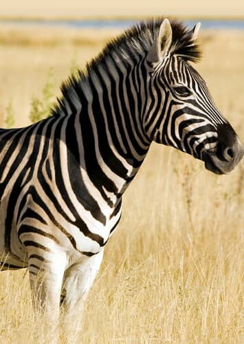 Zebra