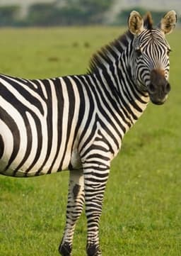 Zebra