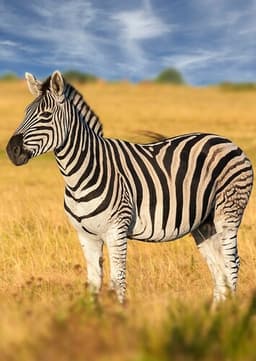 Zebra