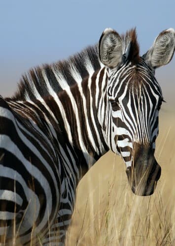 Zebra