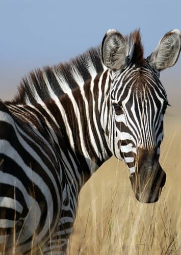 Zebra