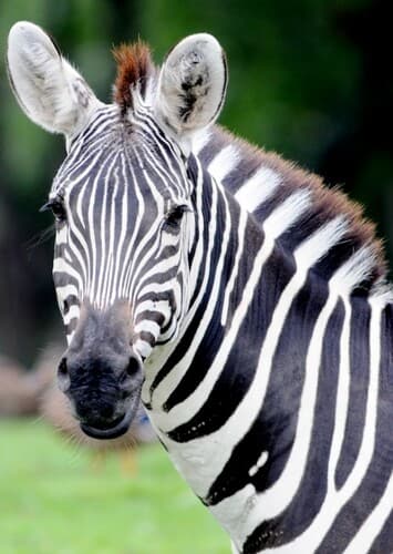 Zebra