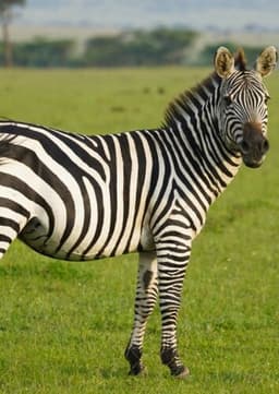 Zebra