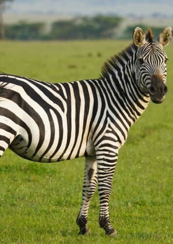 Zebra