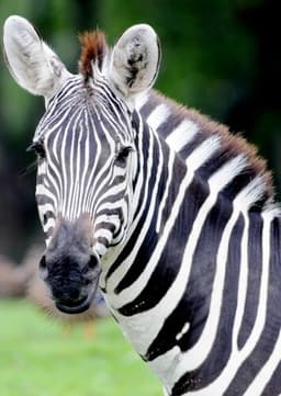 Zebra
