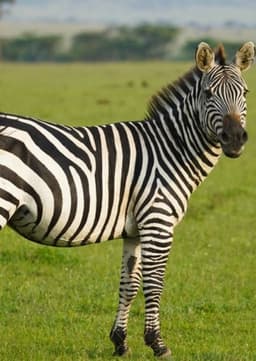 Zebra