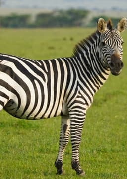 Zebra