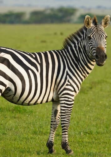 Zebra