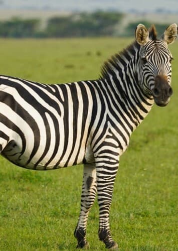 Zebra