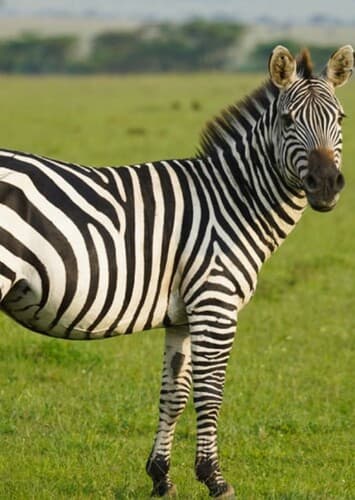 Zebra