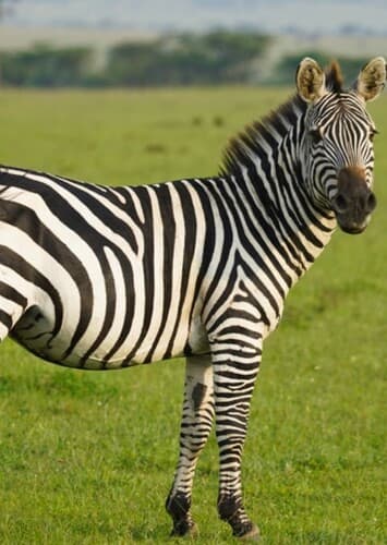 Zebra