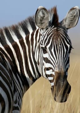 Zebra