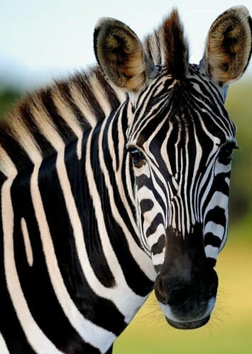 Zebra