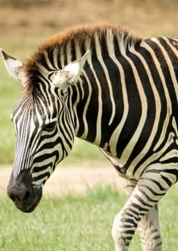 Zebra
