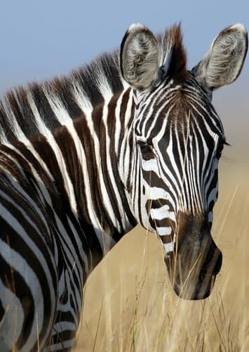 Zebra