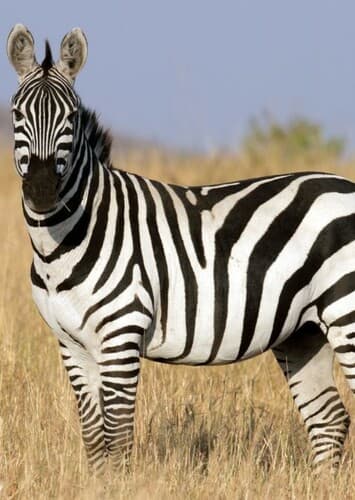Zebra
