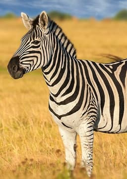 Zebra