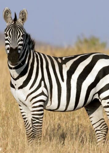 Zebra