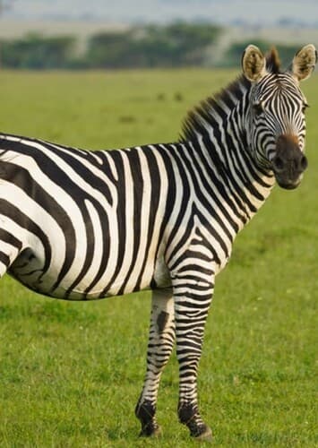 Zebra