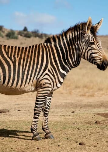 Zebra