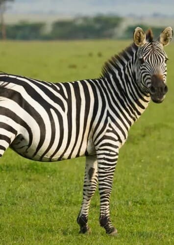 Zebra